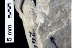 Foto (Detailansicht) von Pithonoton marginatum (von Meyer, 1842) (NHMW-GEO-1990-0041-0244)